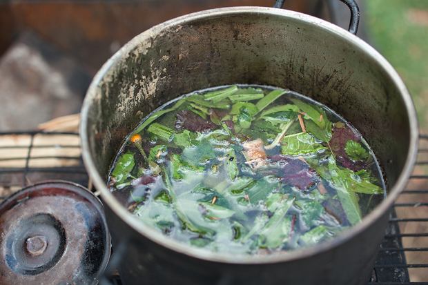 Ayahuasca